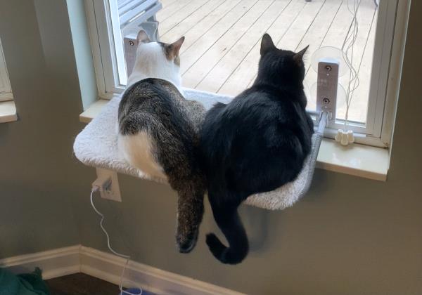 /Images/uploads/Cat Welfare Association/CatWelfare/entries/33895thumb.jpg